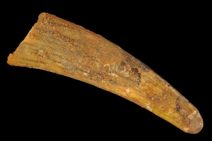Fossil Pterosaur (Siroccopteryx) Tooth - Morocco #134650